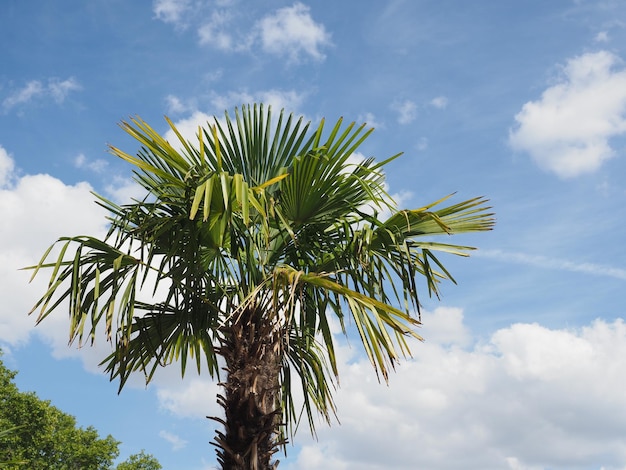 Palmera sobre cielo azul