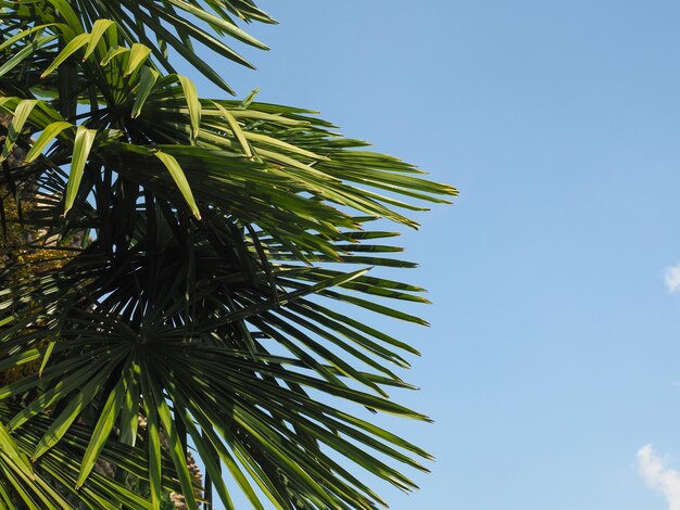 Palmera sobre espacio de copia de cielo azul