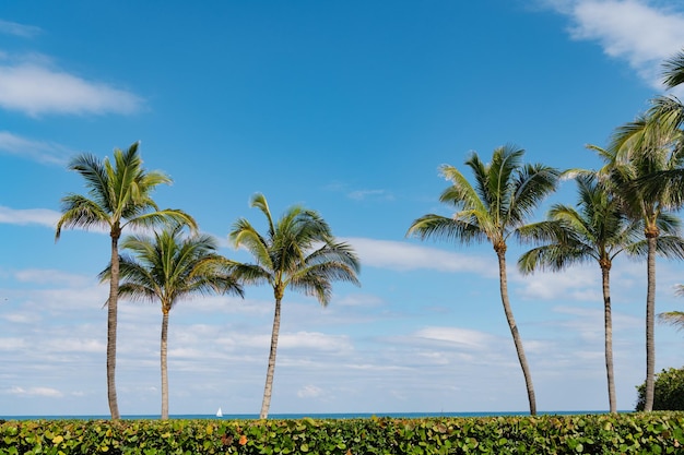 Palmera sobre fondo de cielo azul en el horizonte