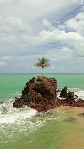 Palmera solitaria en la roca como papel tapiz