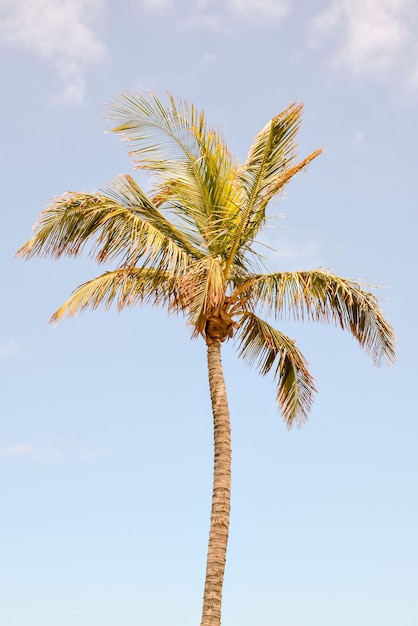 Palmera soplando en el viento La Palma Islas Canarias España