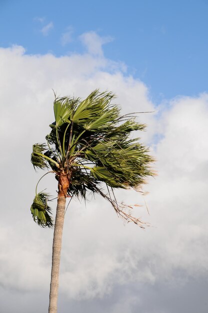 palmera soplando en el viento