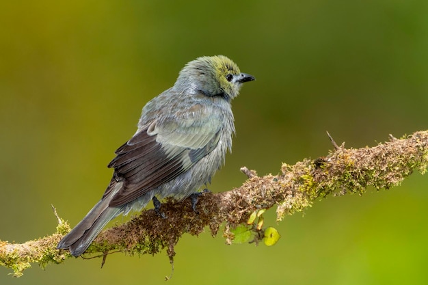 La palmera Tanager Thraupis palmarum descansando en una rama de Costa Rica