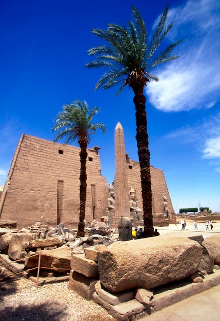 Foto palmera en el templo de karnak contra el cielo