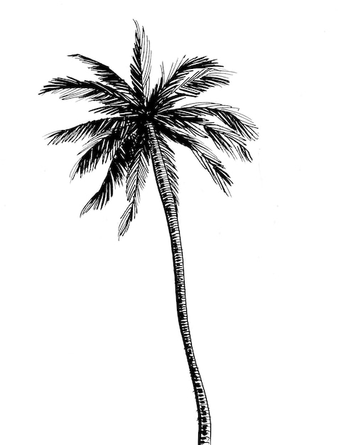 Palmera Tinta dibujo en blanco y negro