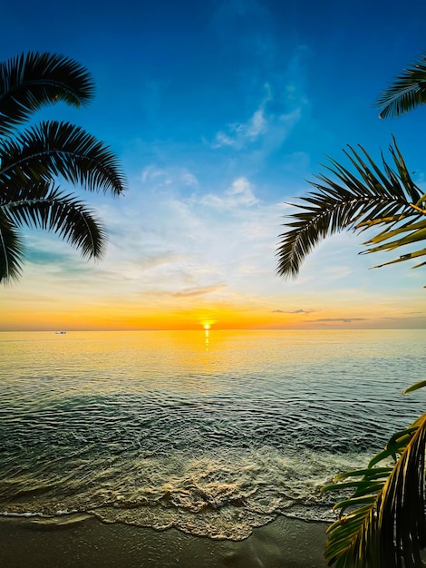 palmera de tiro vertical de la playa al atardecer Foto gratis