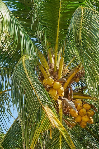 Una palmera tropical con cocos al sol con un cielo azul de fondo