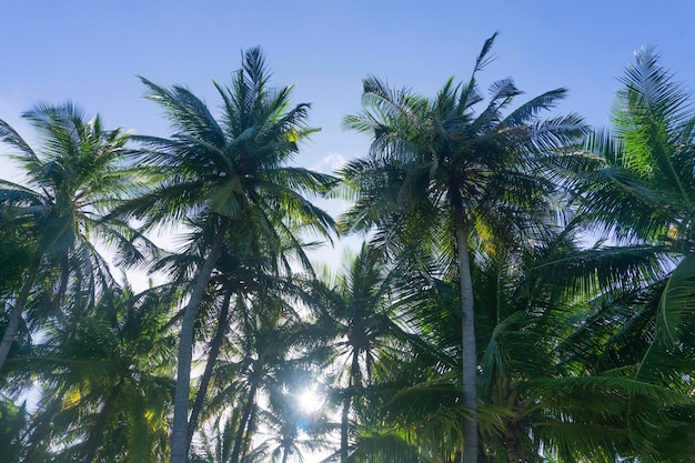 Palmera tropical exótica de horario de verano