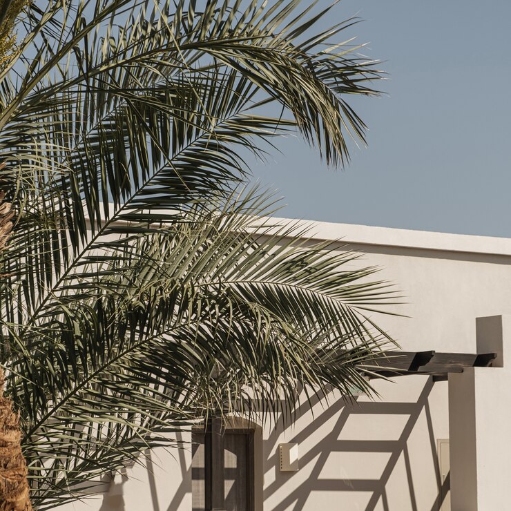 Palmera tropical con exuberantes hojas verdes cerca de la casa blanca, edificio resort con cielo azul