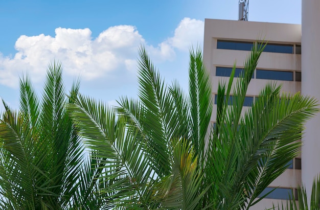 Palmera tropical con exuberantes hojas verdes cerca de la casa de lujo con fondo de cielo azul Concepto de vacaciones de verano de viaje espacio de copia de fondo Fondo de viaje Ramas de hojas de palma en la calle de la playa