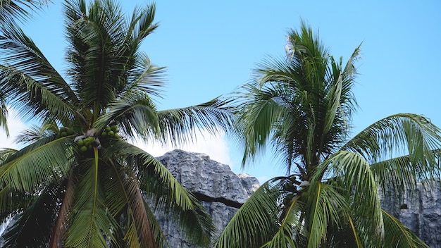 Palmera tropical con la luz del sol en el cielo azul y la nube de fondo abstracto. Concepto de aventura de viaje de vacaciones y naturaleza de verano.