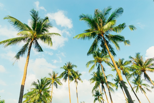 Foto palmera tropical con luz solar en cielo azul