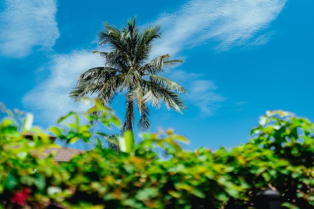 palmera tropical paisaje cielo azul miami florida