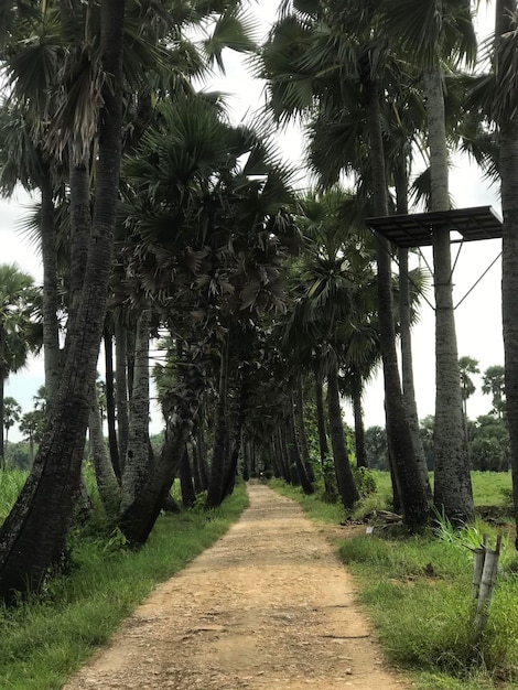 palmera verde y el camino