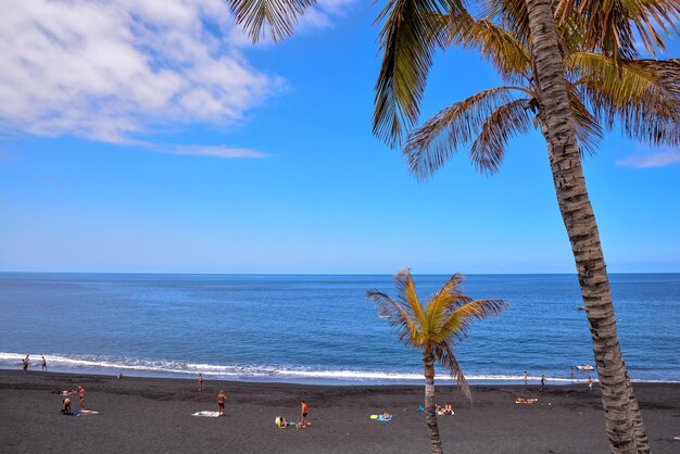 Foto palmera verde de las canarias