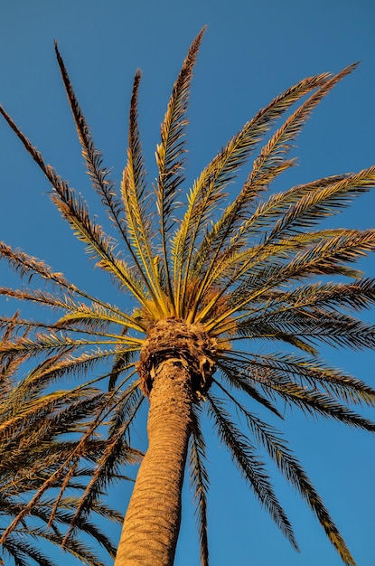 Palmera verde canario en el fondo del cielo azul