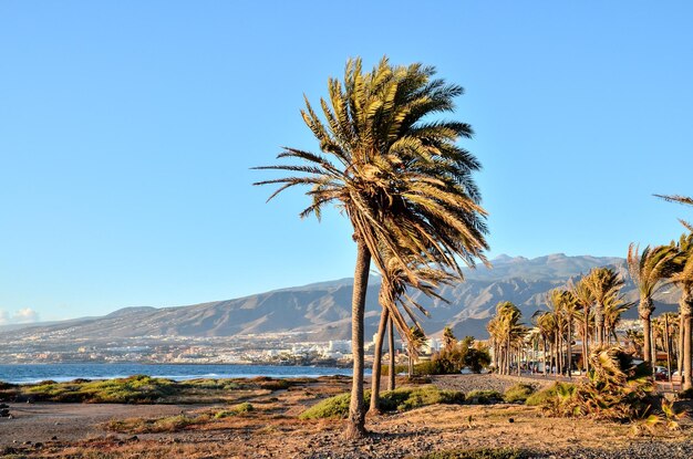 Palmera verde canario en el fondo del cielo azul