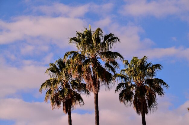 Palmera verde canario en el fondo del cielo azul