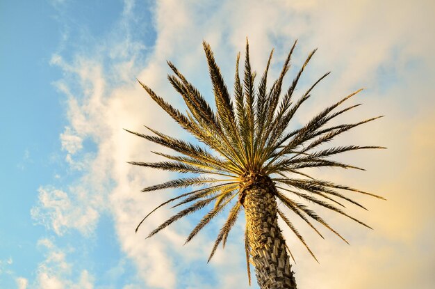 Palmera verde canario en el fondo del cielo azul