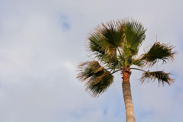 Palmera verde canario en el fondo del cielo nublado