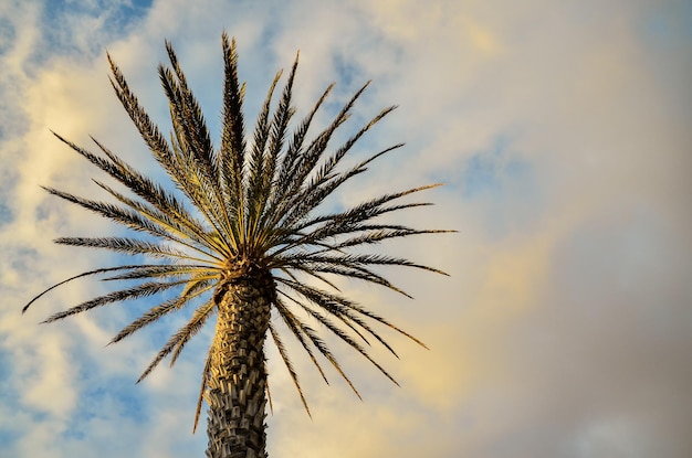 Palmera Verde Canario