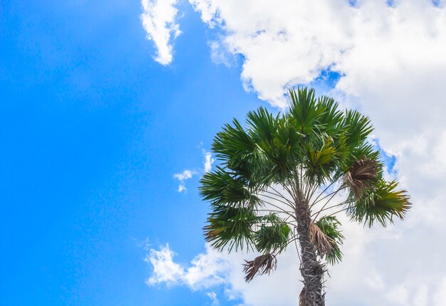 Palmera verde en el cielo azul