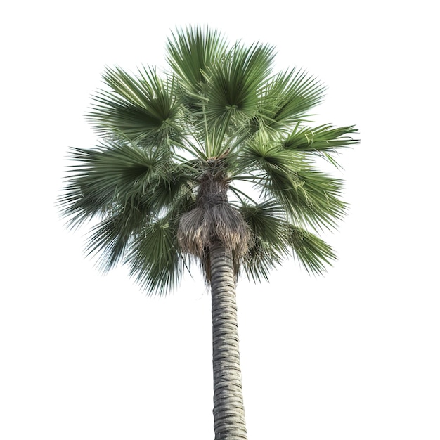 Una palmera verde con un fondo blanco.