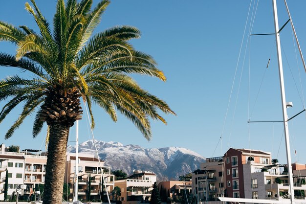 Palmera verde en el fondo de edificios de varios pisos