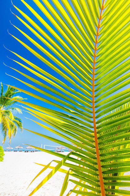 Foto palmera verde en una playa tropical en maldivas