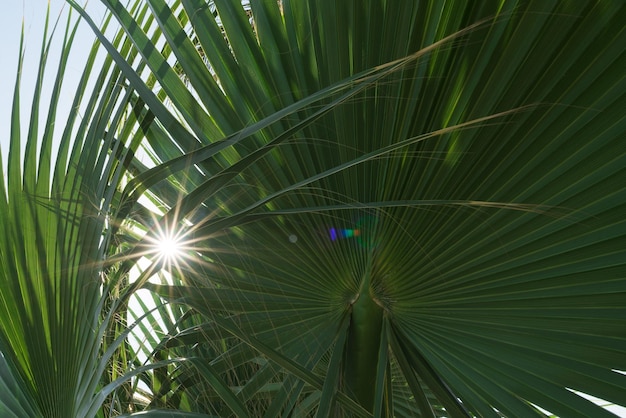 Palmera verde y rayos de sol.