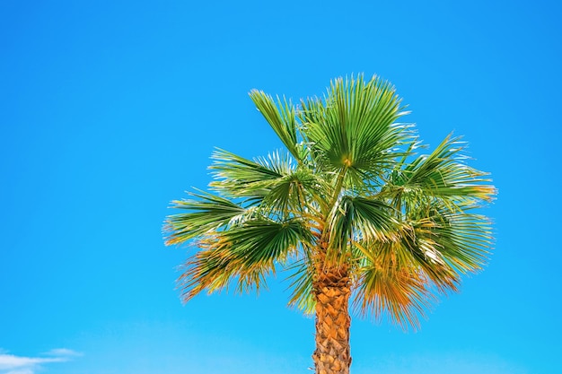 Palmera verde sobre fondo de cielo azul