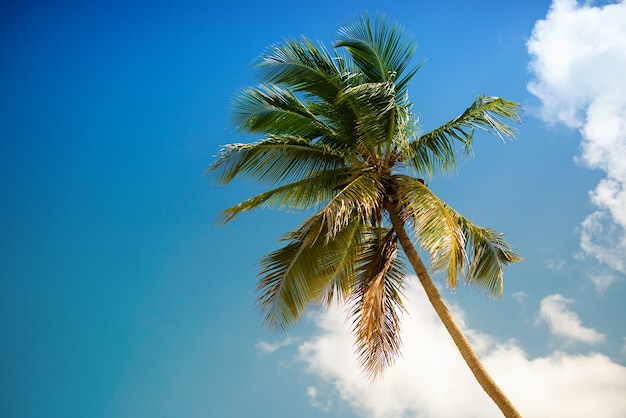 Palmera verde sobre fondo de cielo azul.