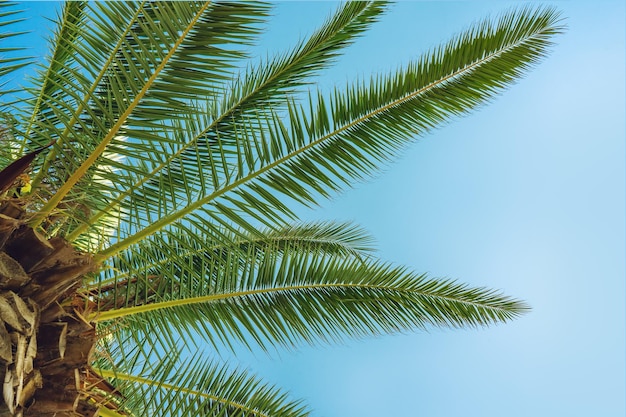 Palmera verde sobre fondo de cielo azul