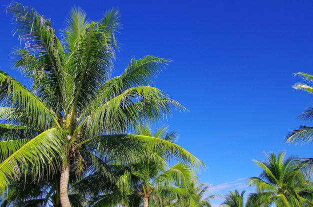 Palmera verde sobre fondo de cielo azul