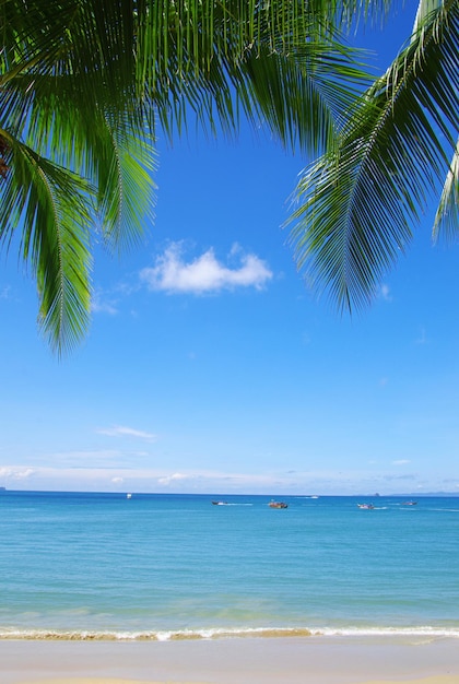 Palmera verde sobre fondo de cielo azul