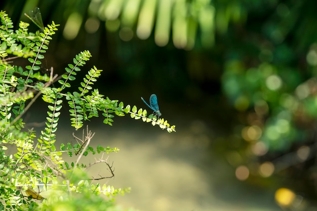 Palmera verde sobre el río y libélulas azules vuelan alrededor