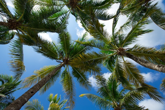 Foto palmera verde