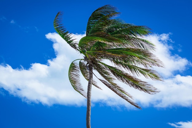 Palmera en un viento fuerte