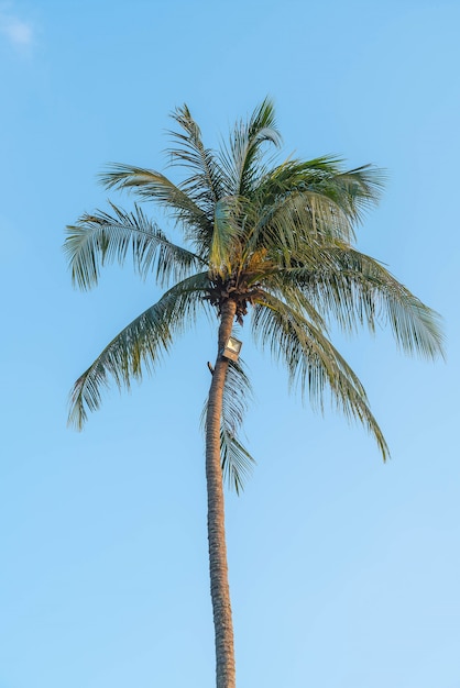 palmera