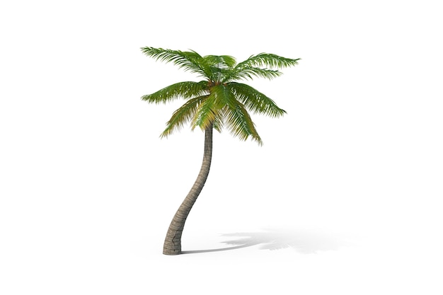 palmera