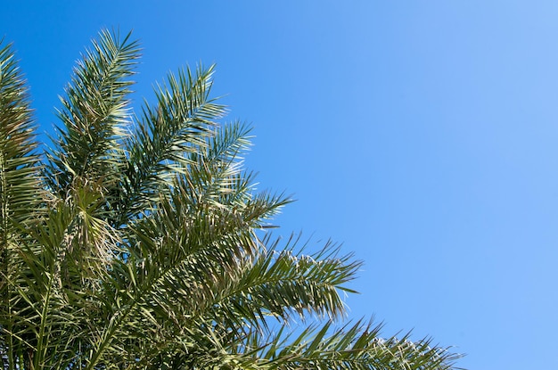 palmera