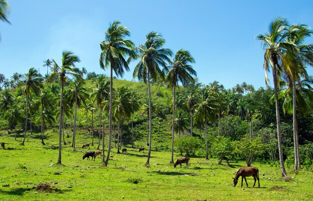 palmera