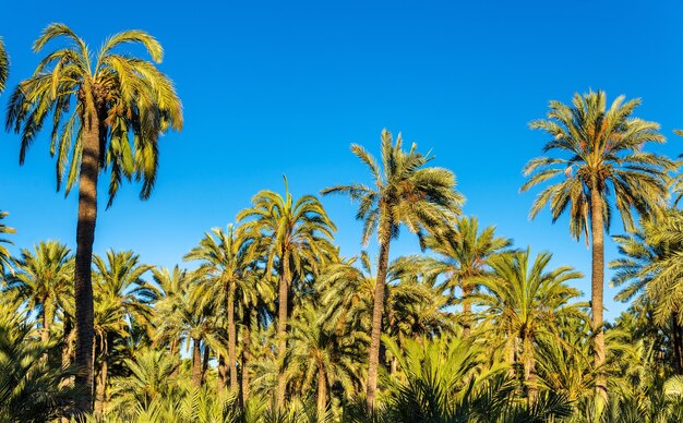 Foto el palmeral de elche