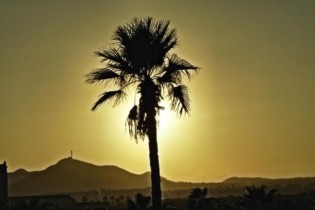 Foto las palmeras al atardecer