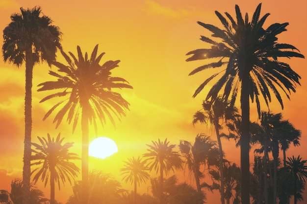 palmeras al atardecer