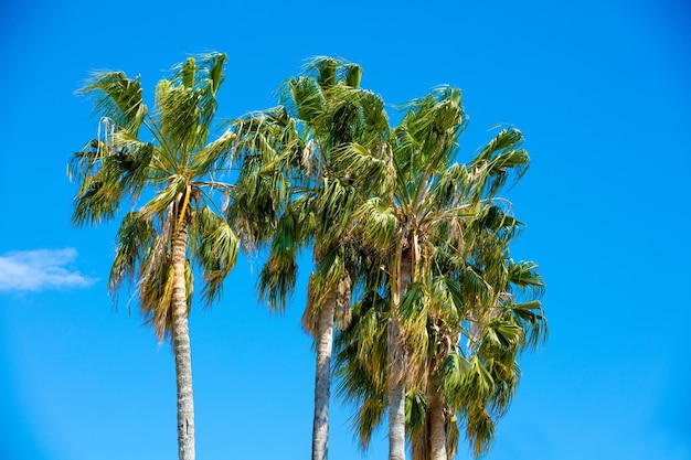 Palmeras altas contra el cielo azul