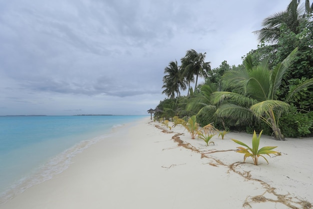 palmeras en arena blanca en una isla tropical