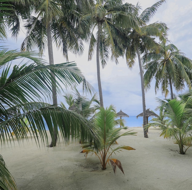 palmeras en arena blanca en una isla tropical