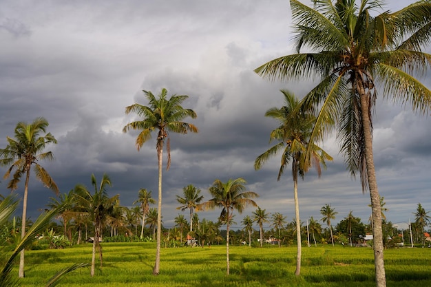 Palmeras en un campo de arroz contra un cielo nocturno tormentoso