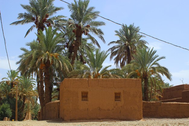 Foto palmeras por casas contra el cielo